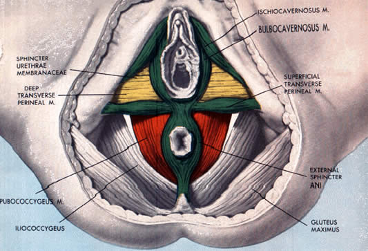 riabilitazione del pavimento pelvico